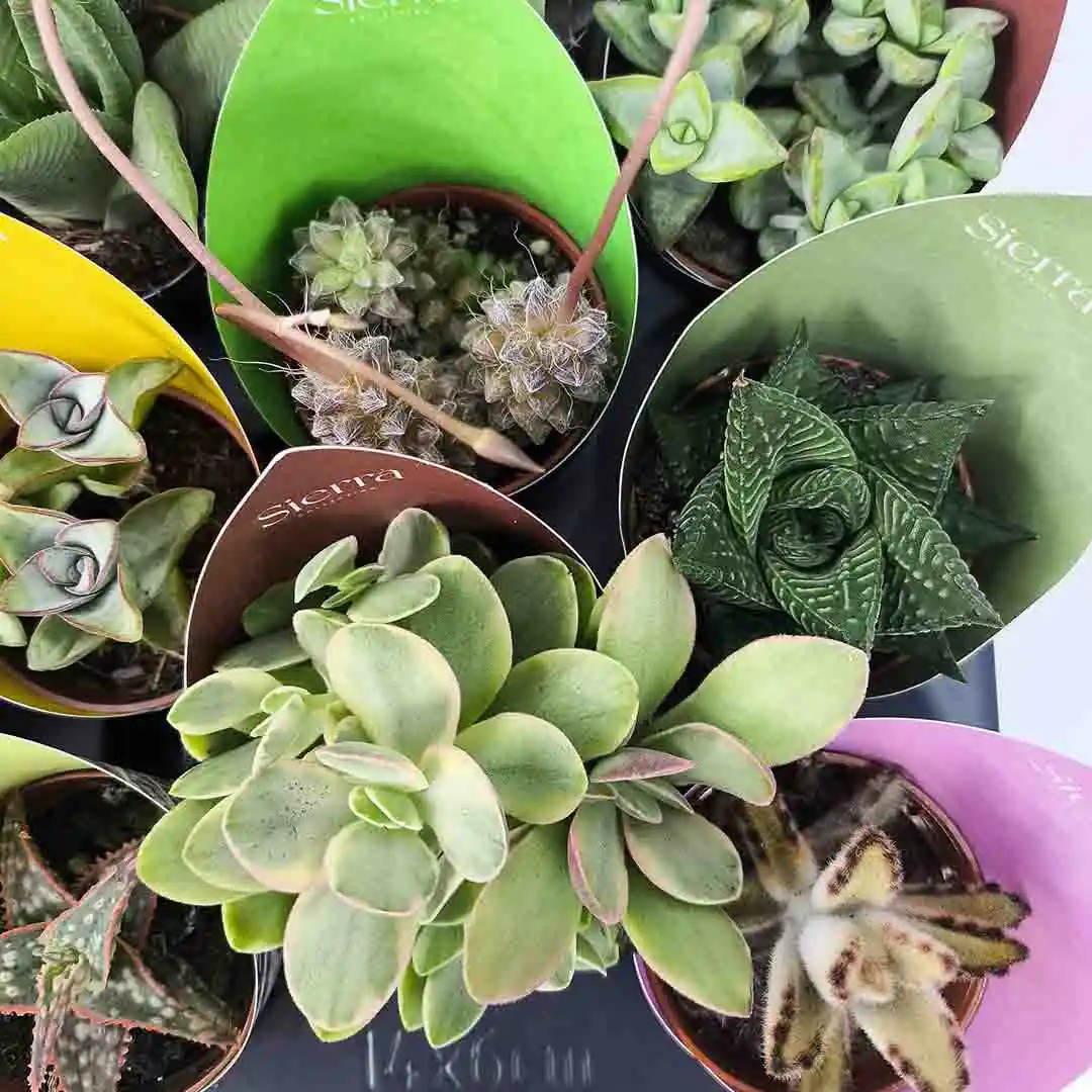 Суккуленты микс/ Succulent Mix купить