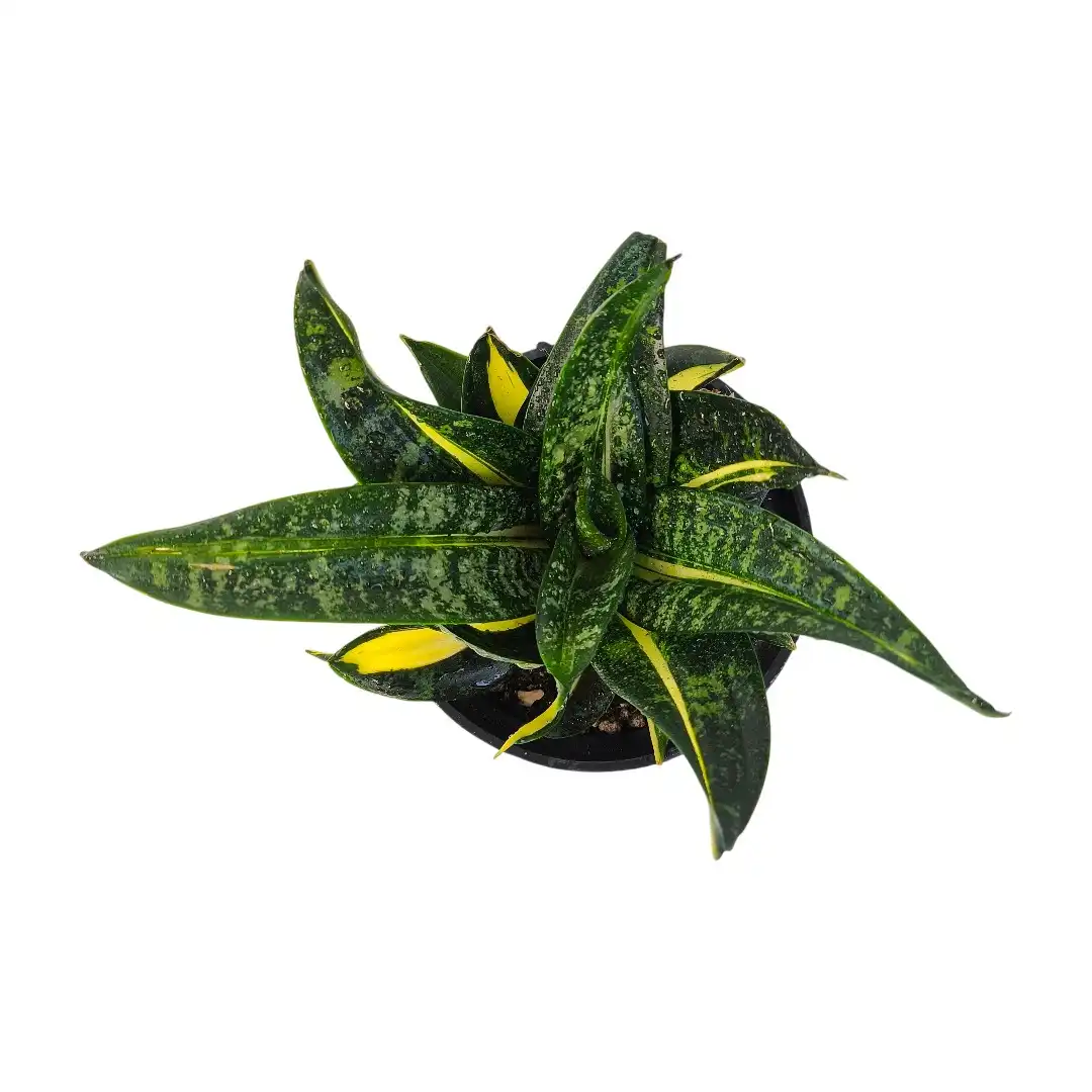 Dracaena trifasciata Hahnii Tornado розетка