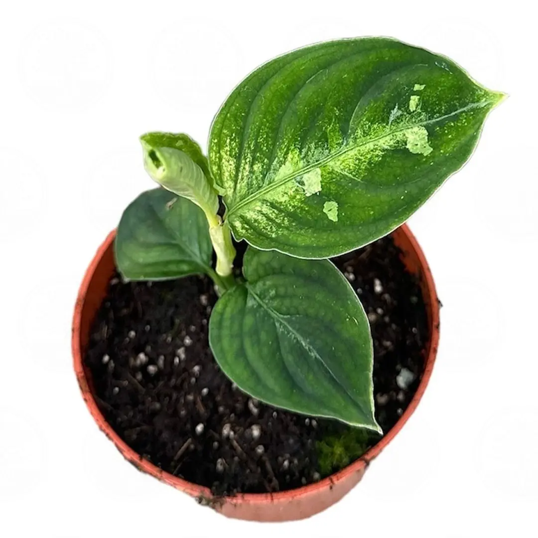 Аглаонема pictum 'Bicolor' купить