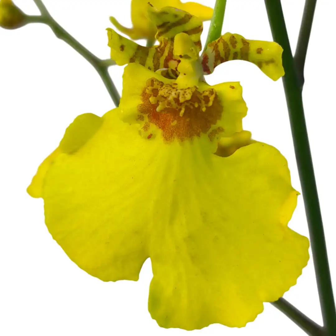 Онцидиум желтый / Oncidium купить