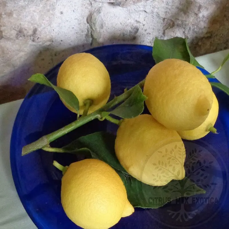 Лимон Мадернино / C.limon "Madernino"