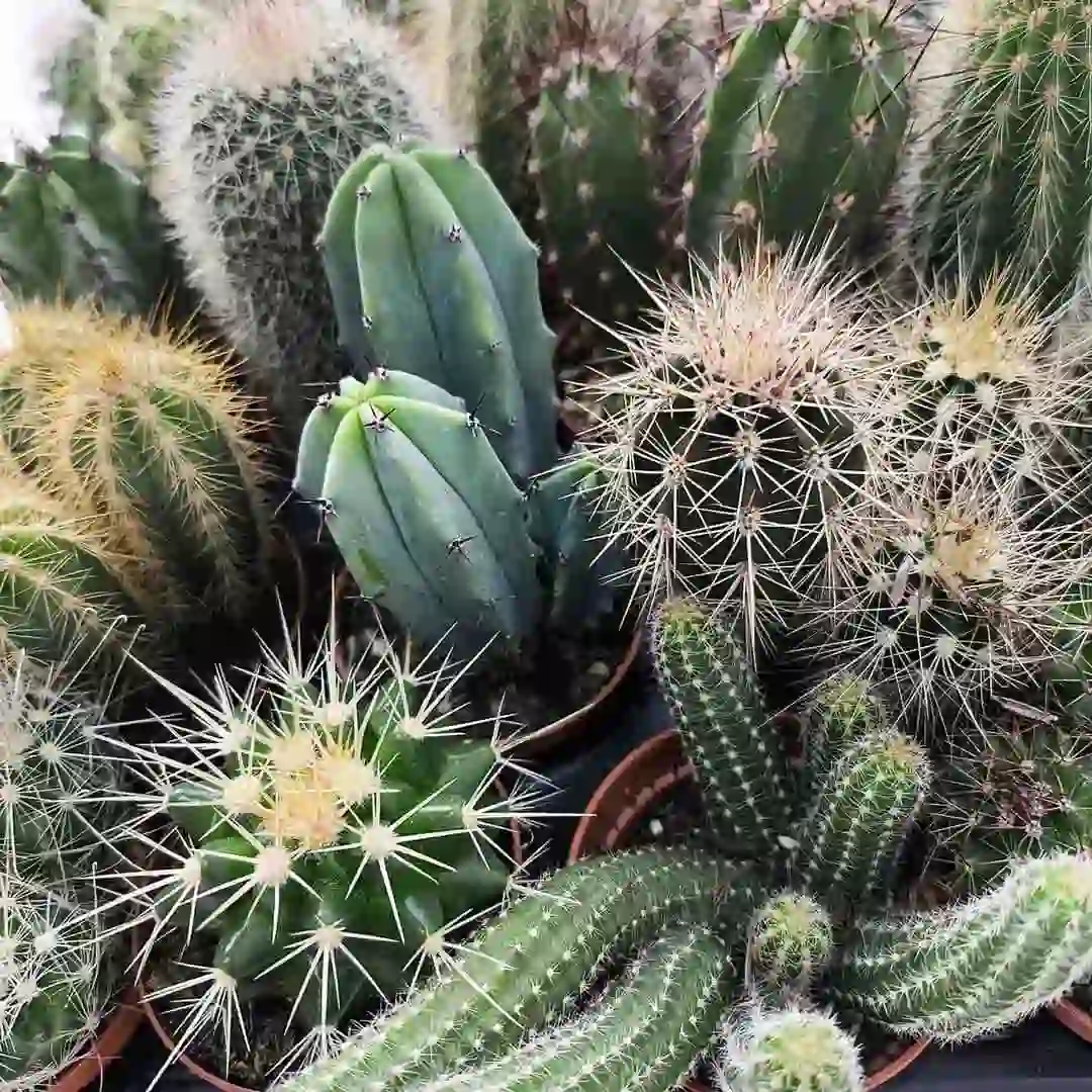 Кактус Микс/ Cactus Mix купить