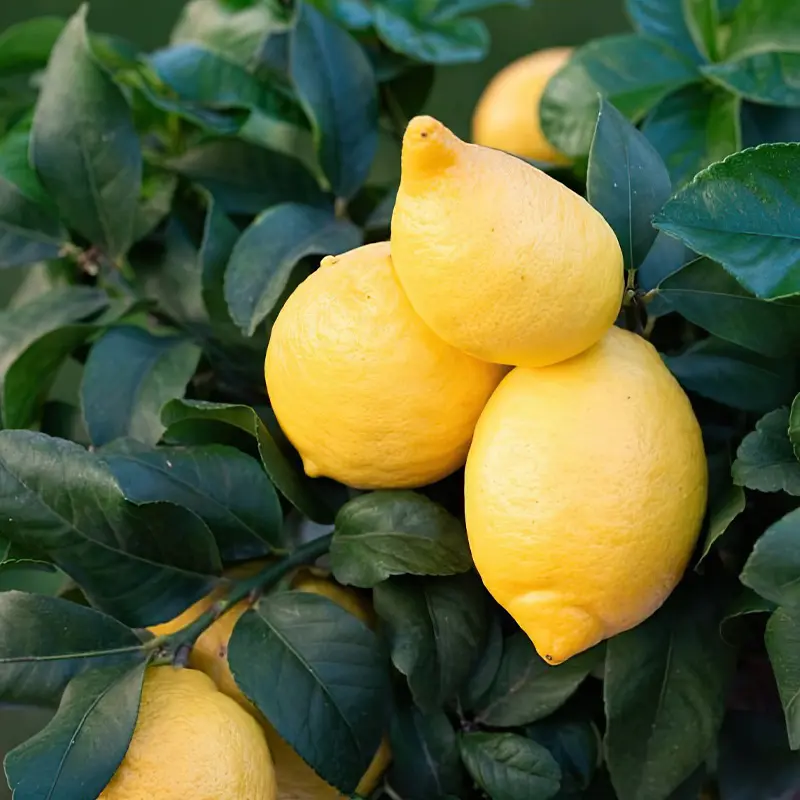 Лимон Каппуччио / Lemon Cappuccio — цитрусовое растение, детальное фото
