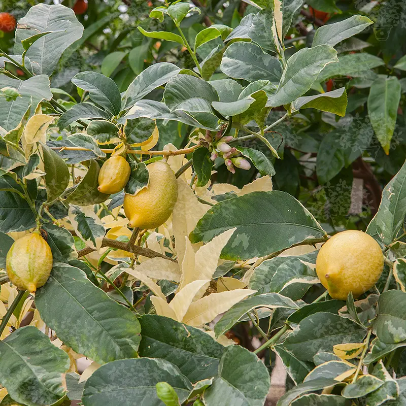 Лайм Таити вариегатный / Lime Tahitian — цитрусовое растение, детальное фото
