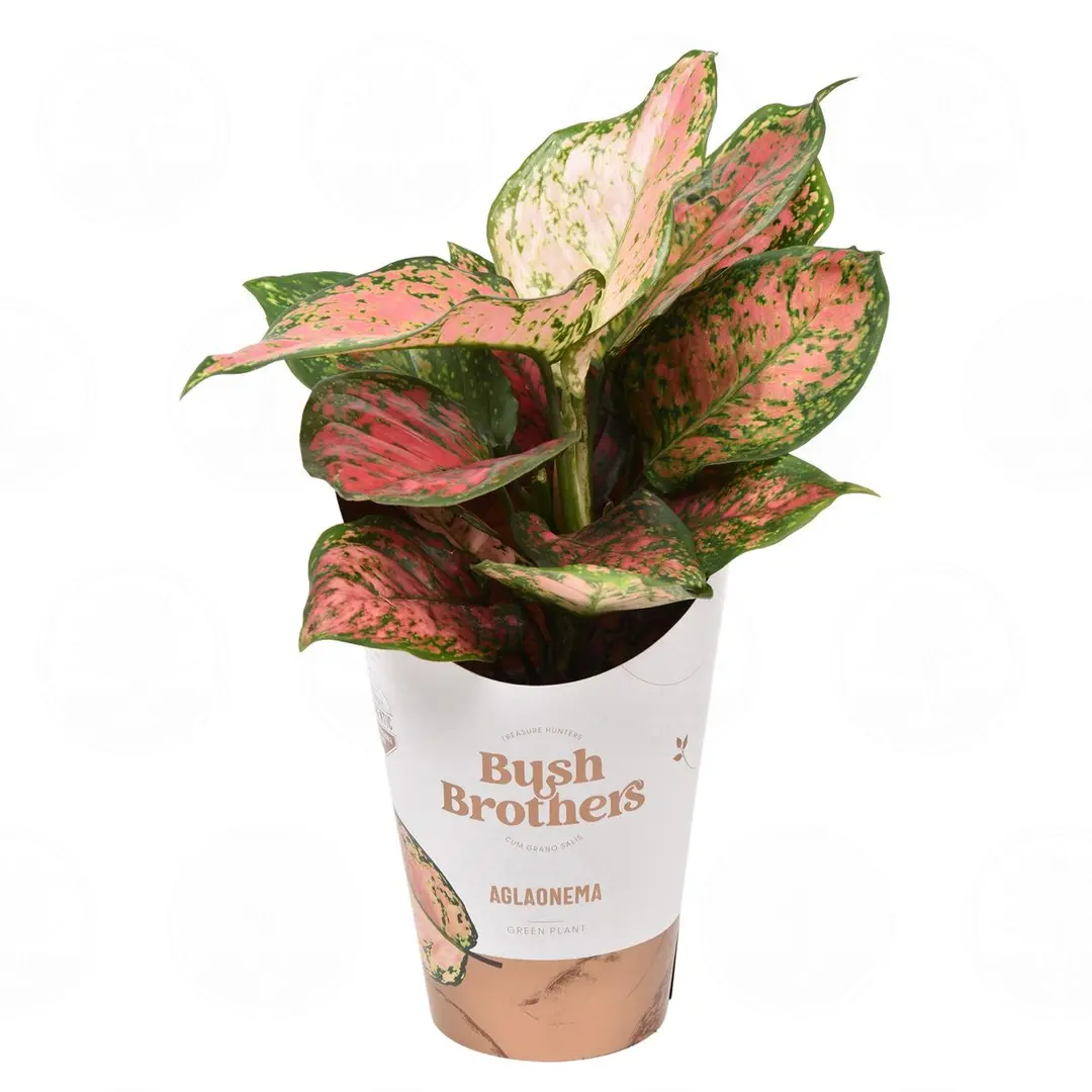 Аглаонема 'Spotted Star' купить