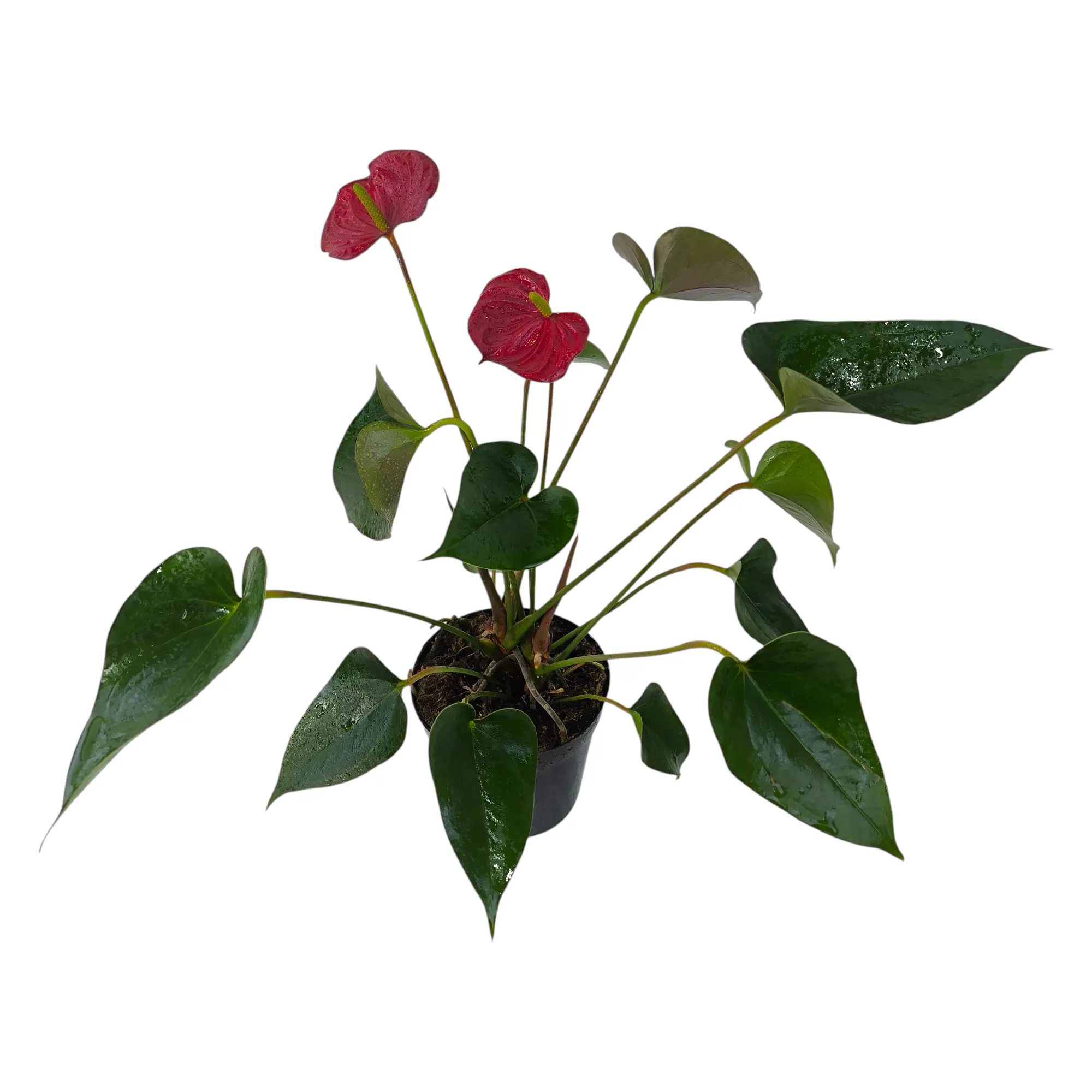 Антуриум андрианум Ред Эксплоужен / Anthurium Аndraeanum Red Explosion купить