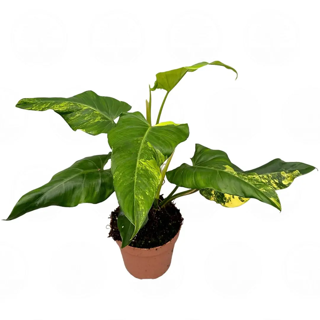 Филодендрон x domesticum 'Variegata' купить