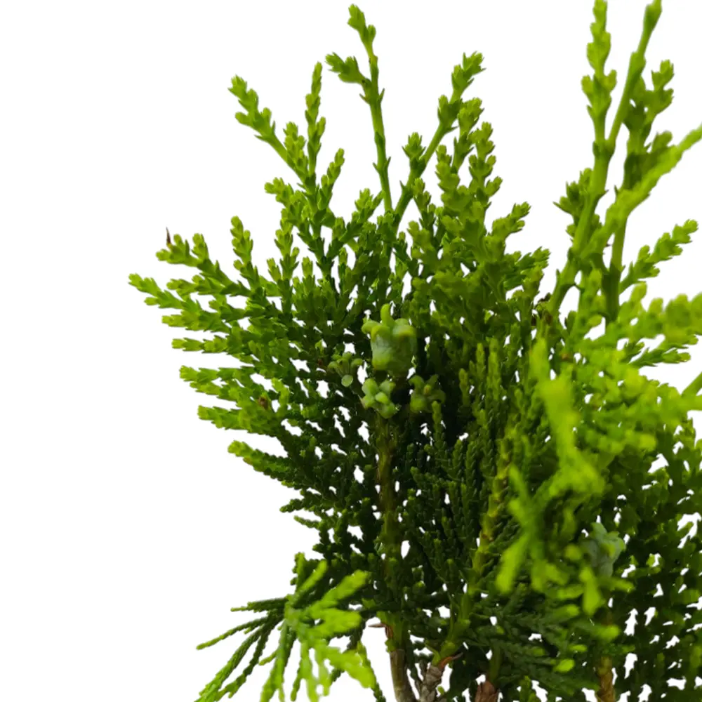 Туя Восточная / Thuja Orientalis pyramidalis купить