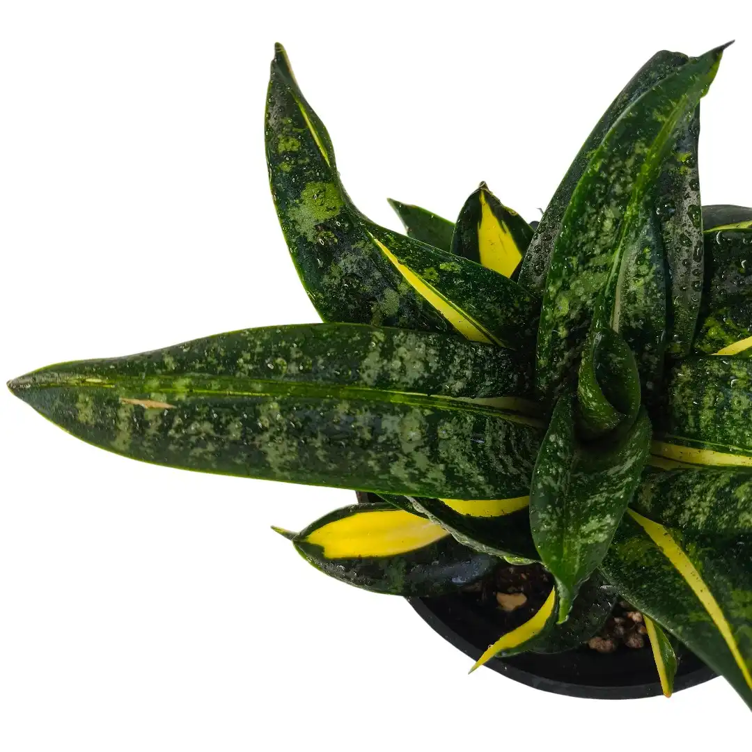 Dracaena trifasciata Hahnii Tornado розетка