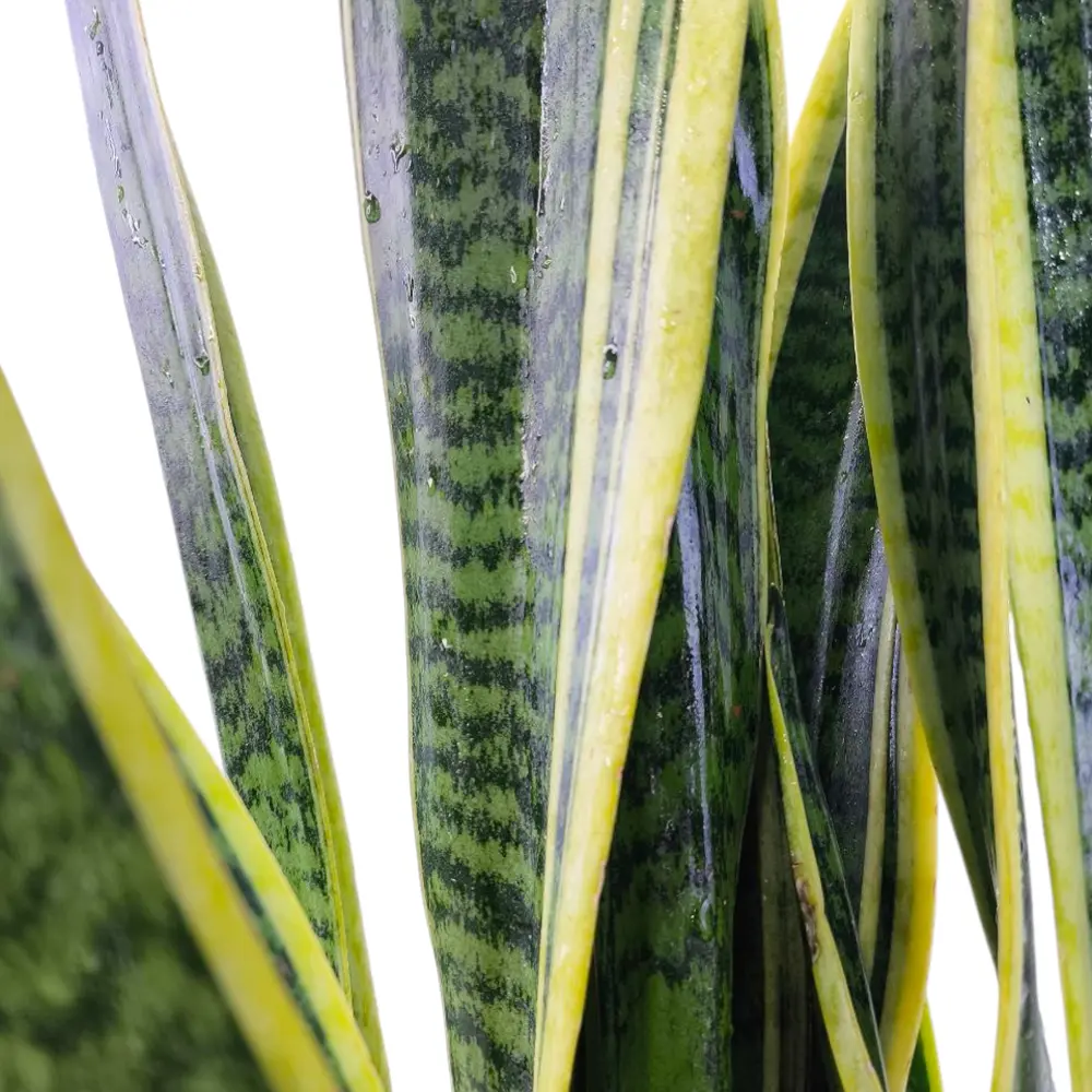 Сансевиерия Лауренти / Sansevieria trifasciata Laurentii купить