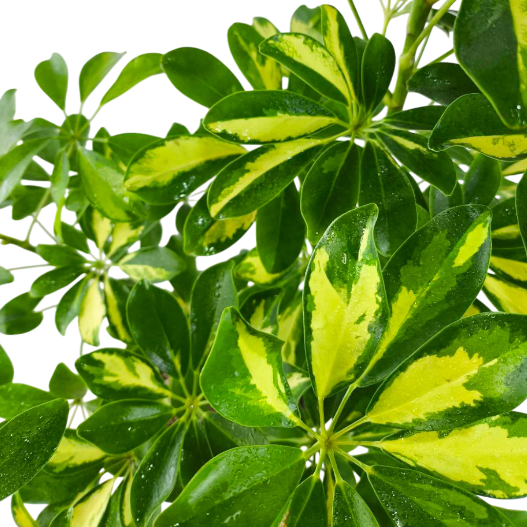 Шеффлера "Тринити" / Schefflera arbor."Trinitte" купить