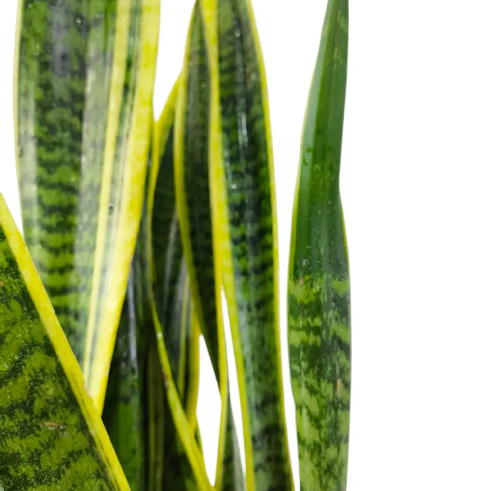 Сансевиерия Лауренти / Sansevieria trifasciata Laurentii купить