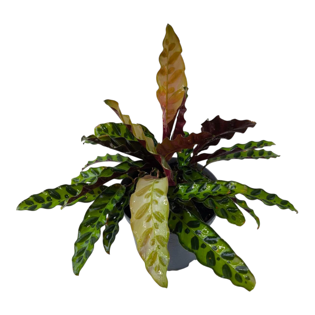 Калатея ланцетолистная / Calathea lancifolia купить