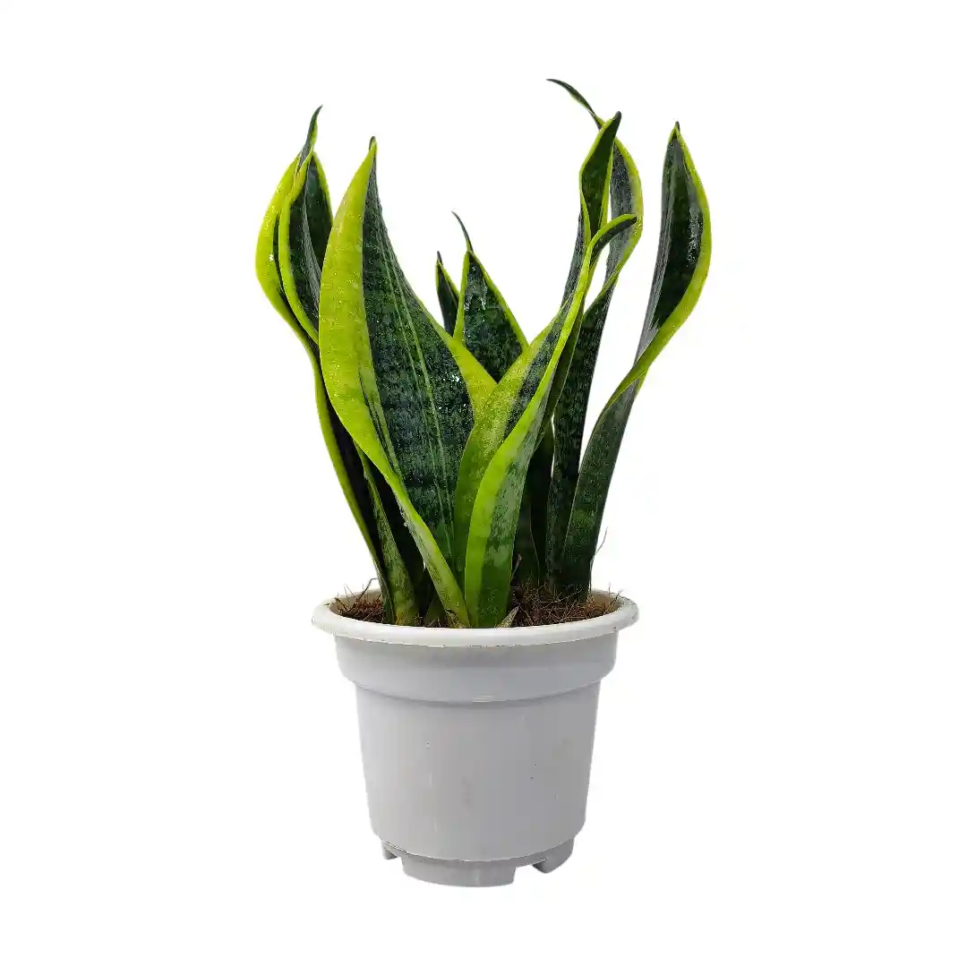 Сансевиерия Футура Суперба / Sansevieria Futura Superba купить