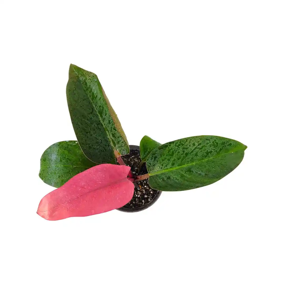 Philodendron Pink Congo розовые листья