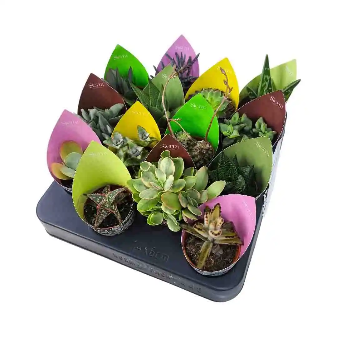 Суккуленты микс/ Succulent Mix купить