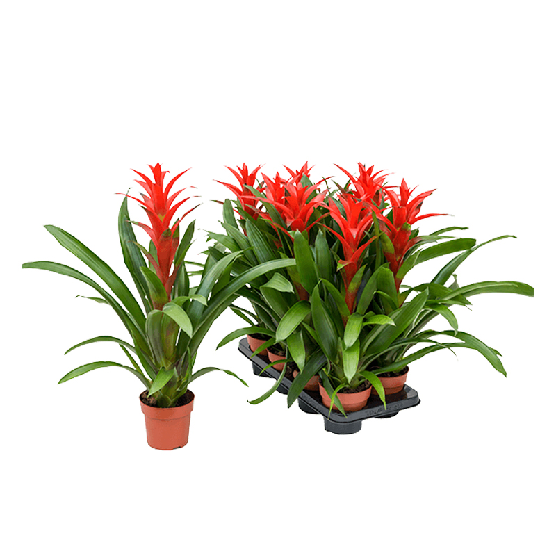 Гузмания Аморетто / Guzmania Amoretto купить