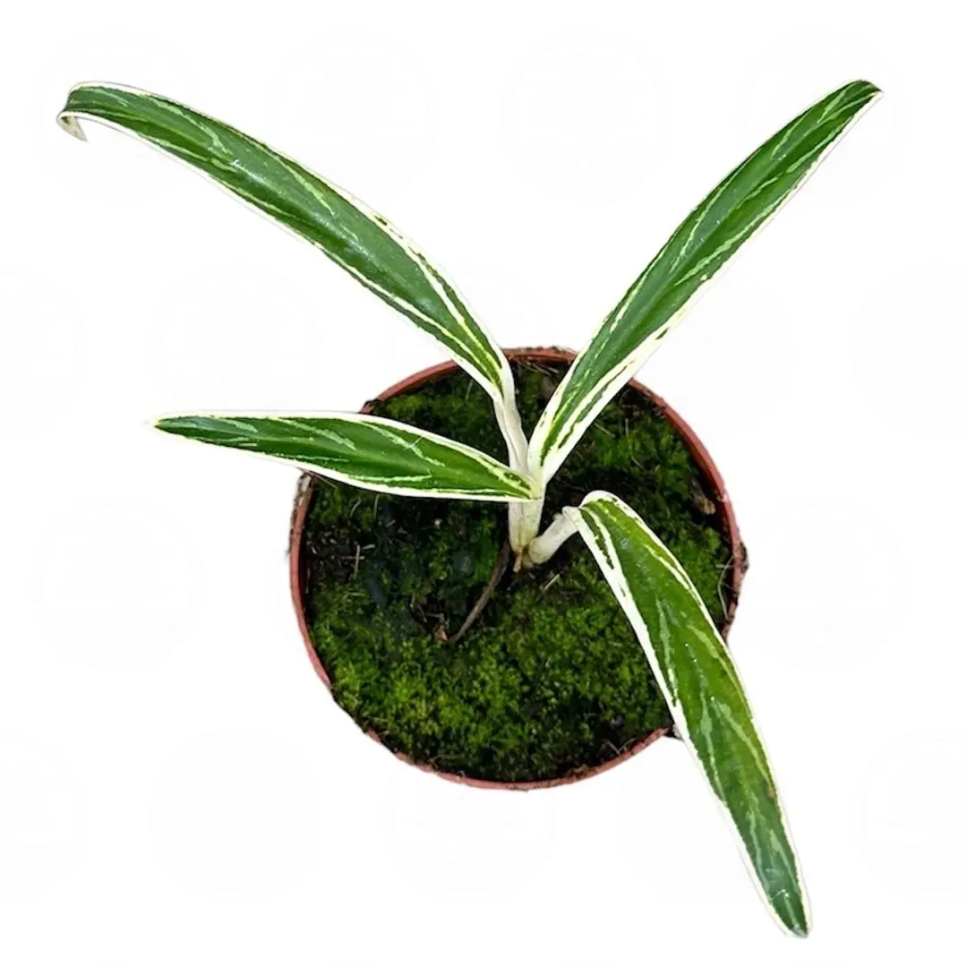 Аглаонема 'Bamboo' купить