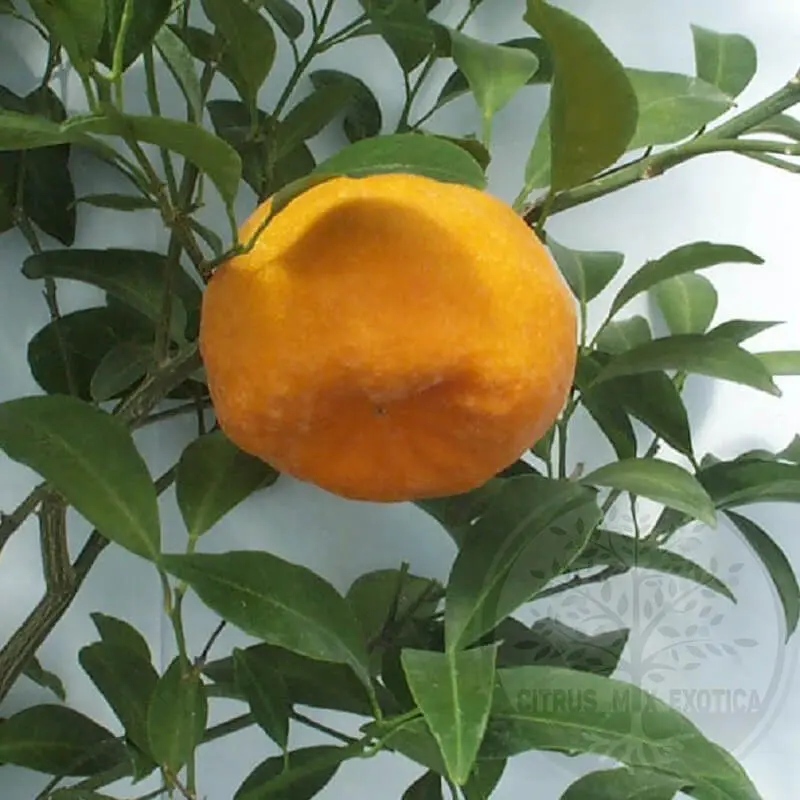 Мандарин Свит Сицилия / Mandarin Sweet Sicily — цитрусовое растение, детальное фото

