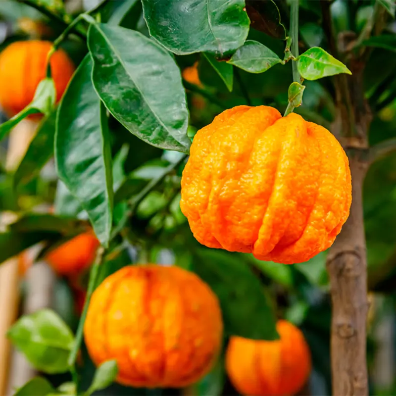 Апельсин Корругато / Orange Corrugato — цитрусовое растение, детальное фото
