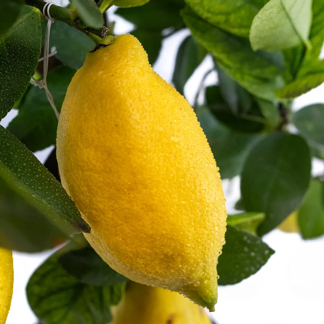 Лимон Лунарио / Lemon Lunario — цитрусовое растение, детальное фото

