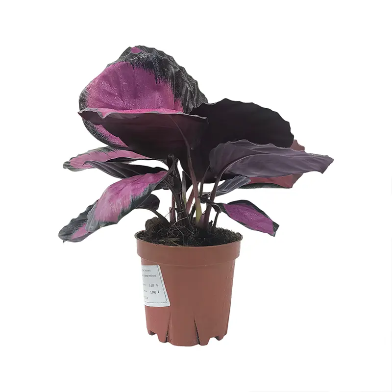 Калатея Вича пурпурно-розовая / Calathea veitchiana купить