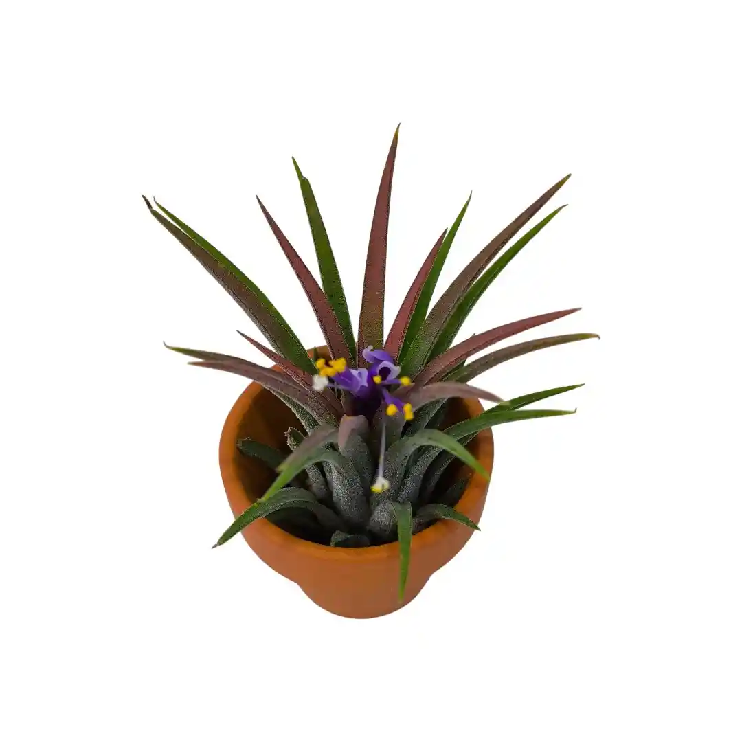 Тилландсия атмосферная в керамике / Tillandsia Cyaena In Terracotta Pot купить