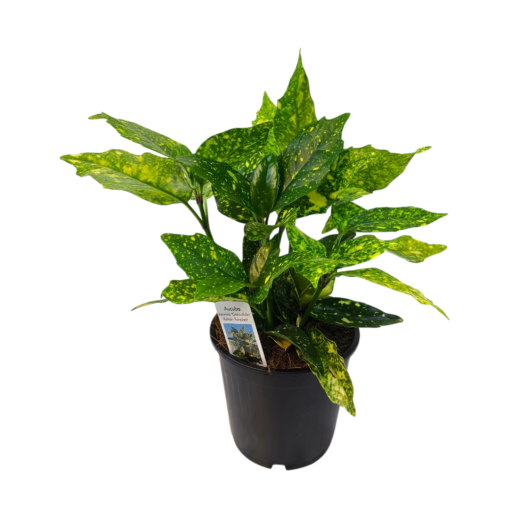Аукуба японская Кротонифолия/ Aucuba japonica Crotonifolia купить