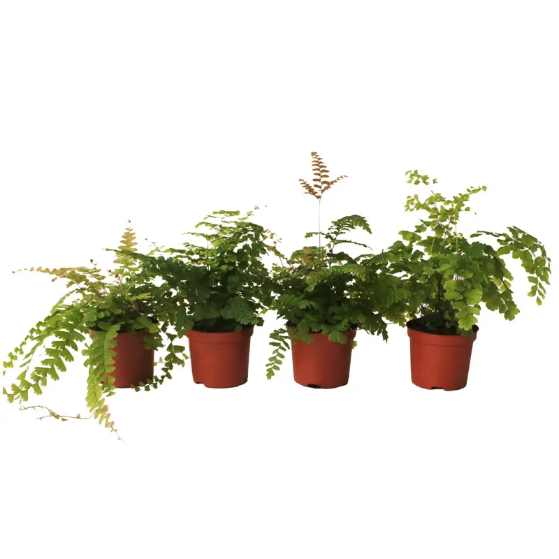 Адиантум радианум Fragrans / "Венерин волос"/Adiantum raddianum Fragrans купить