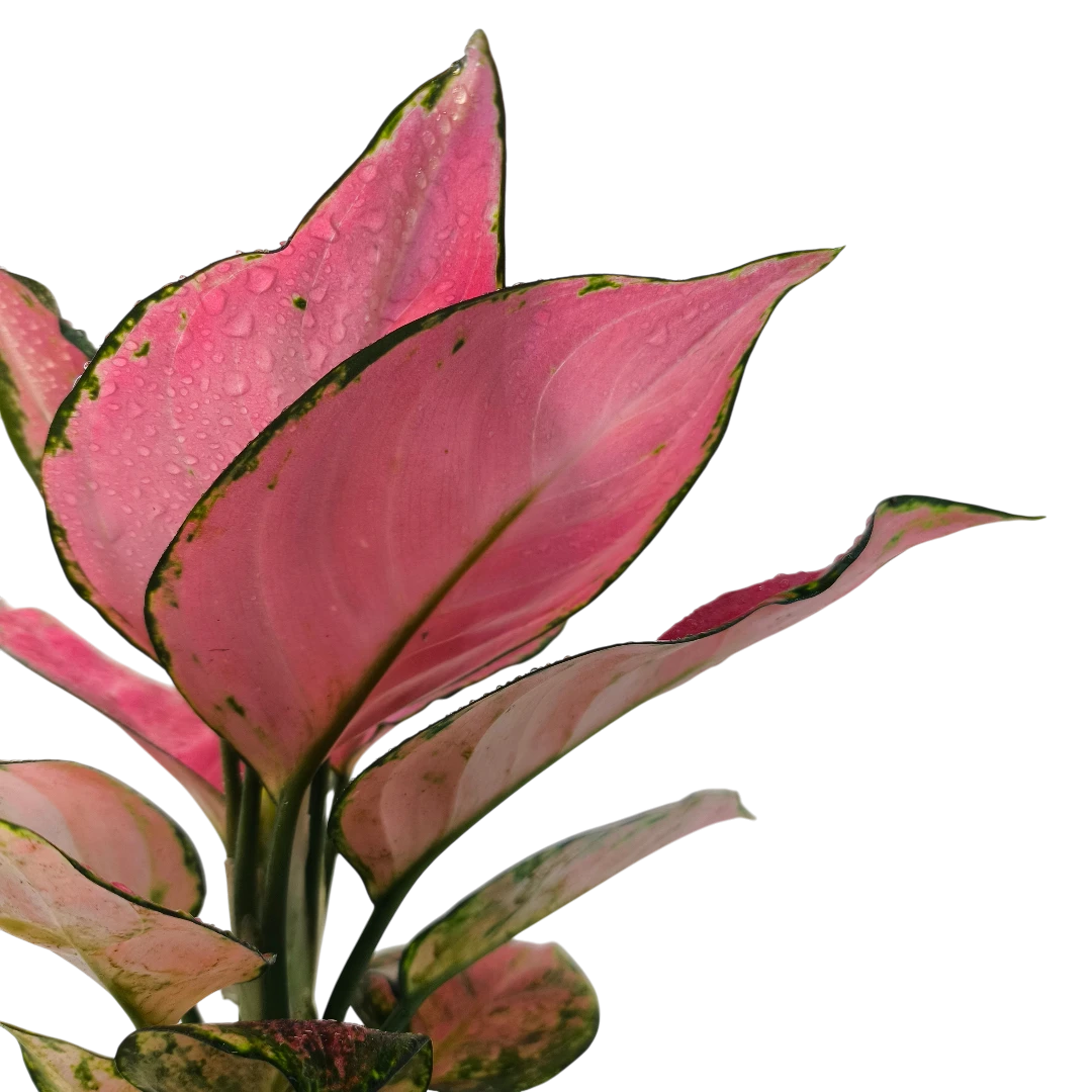 Аглаонема Джили Ред / Aglaonema Jili Red купить