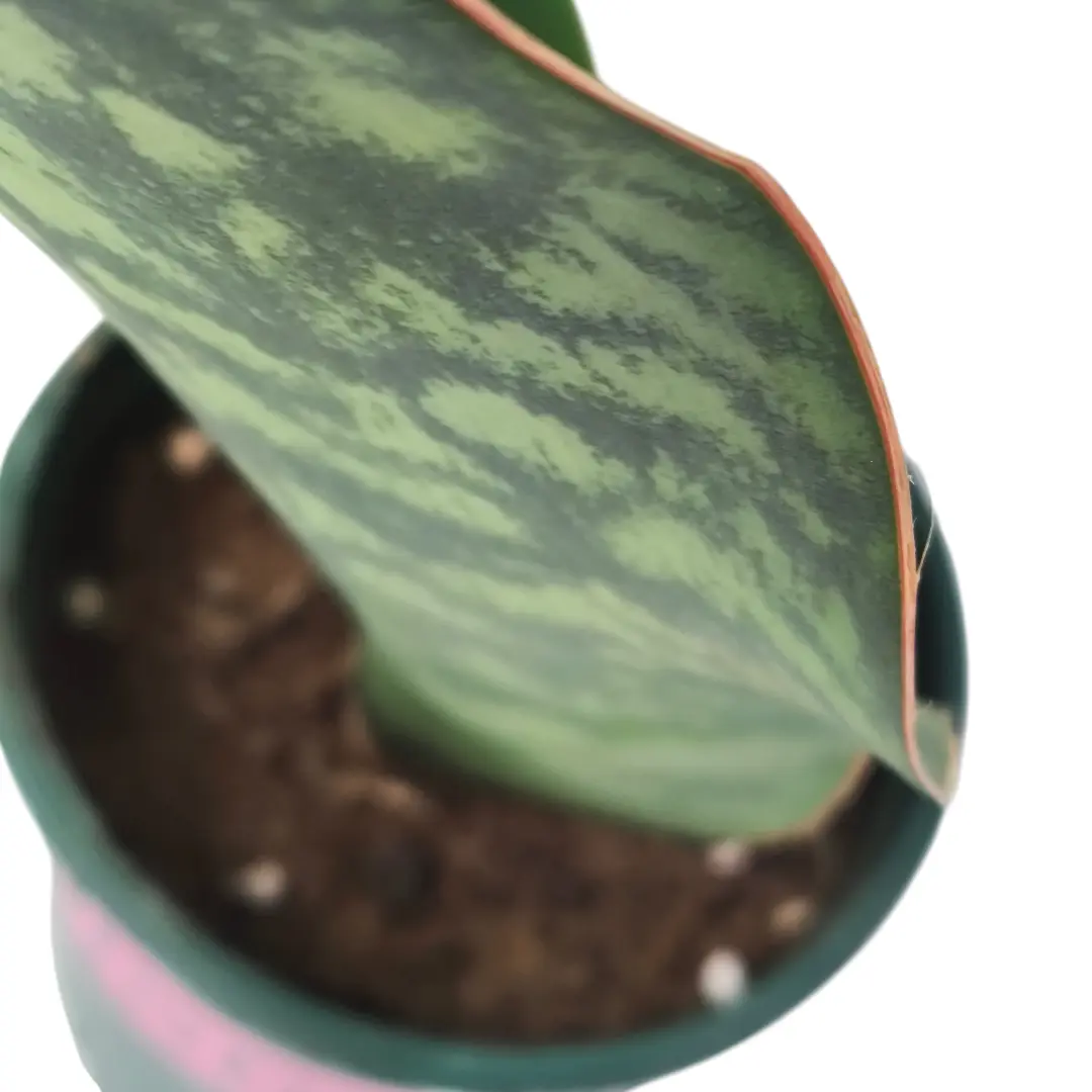 Сансевиерия Масониана Виктория/ Sansevieria Masoniana Victoria купить