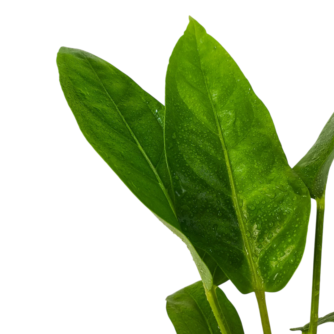 Антуриум «Джангл Кинг»/Anthurium Ellipticum Jungle King купить