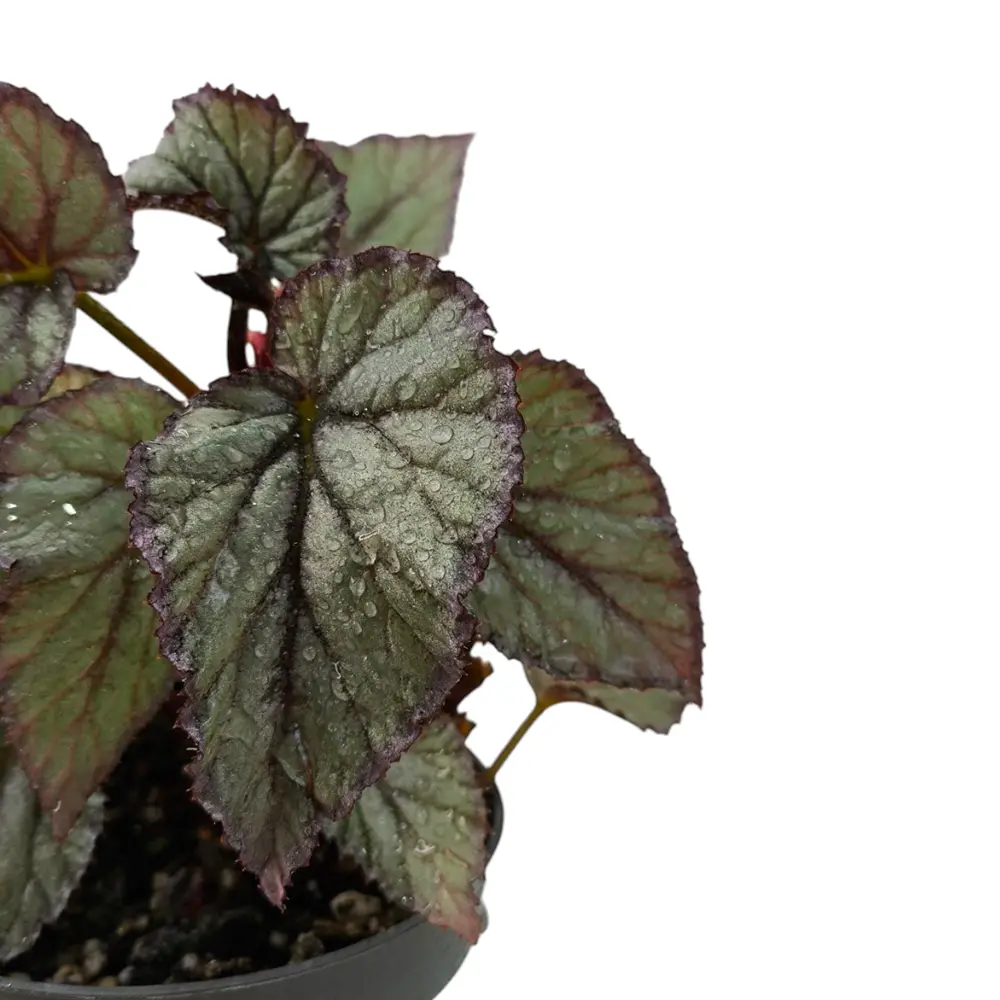 Бегония "Beleaf Arctic Breeze" купить
