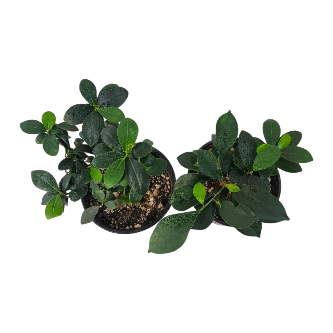 Бонсай Фикус Микрокарпа Ginseng/ Ficus Ginseng купить