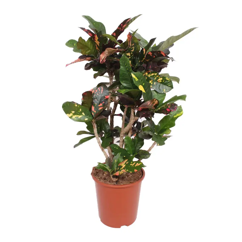 Кодиеум Магнифисент / Codiaeum Magnificent купить