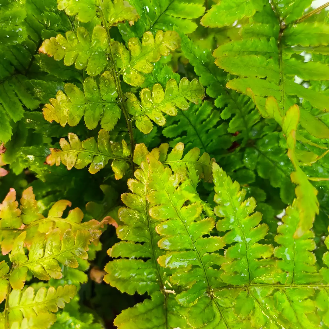 Щитовник красносорусовый / Dryopteris erythrosora купить