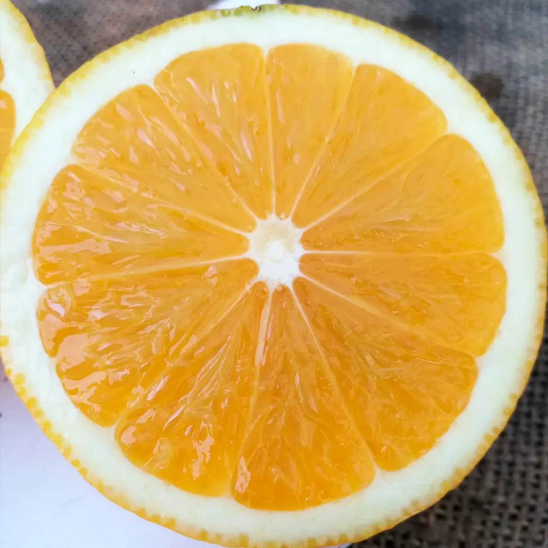 Лимон Аранчио / Lemon Arancio — цитрусовое растение, детальное фото
