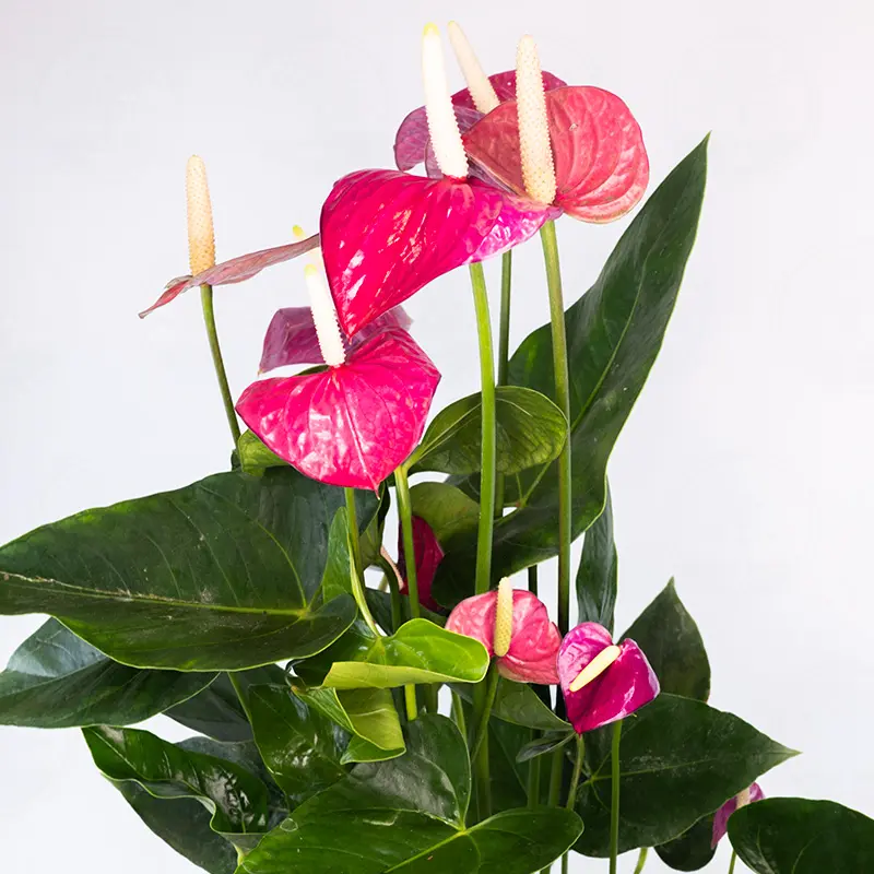 Антуриум Вайлет Харт / Anthurium Violet Heart купить