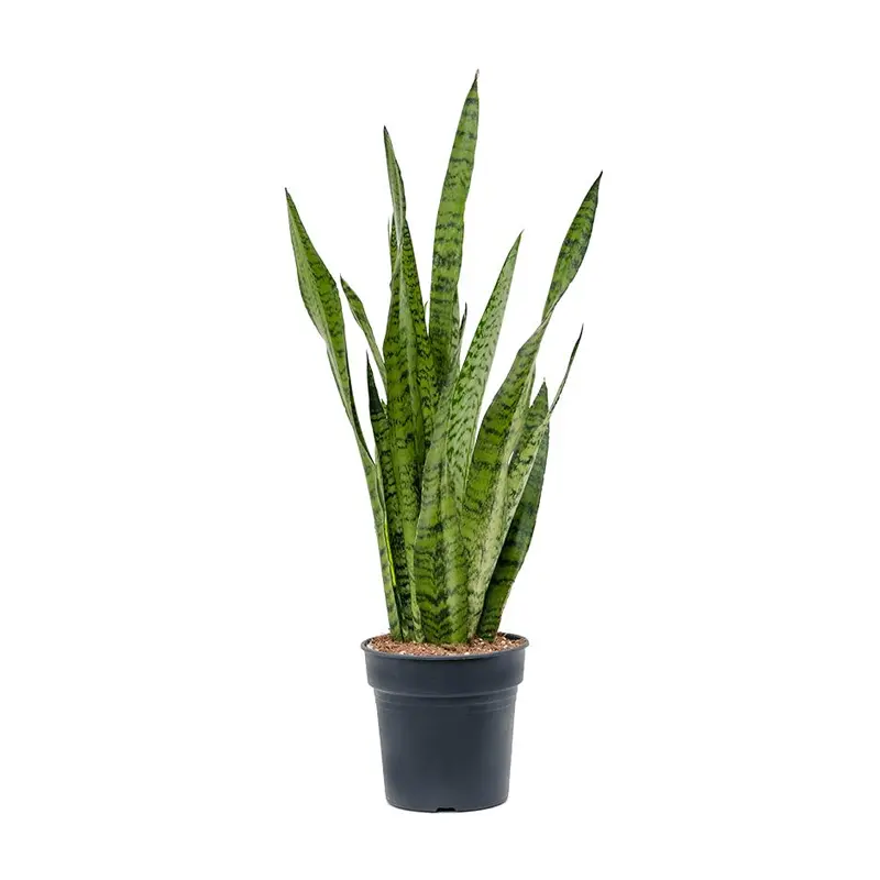 Сансевиерия green zeylanica купить