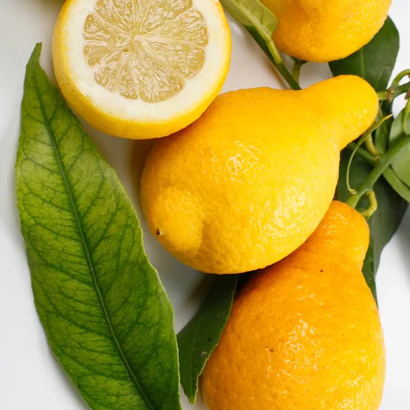 Лимон Салицифолия иволистный / Lemon Salicifolia — цитрусовое растение, детальное фото
