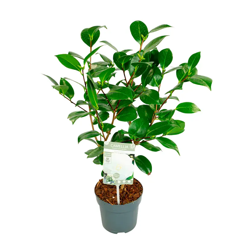 Камелия Нуччио Гем / Camellia JAP. Nuccio's Gem купить