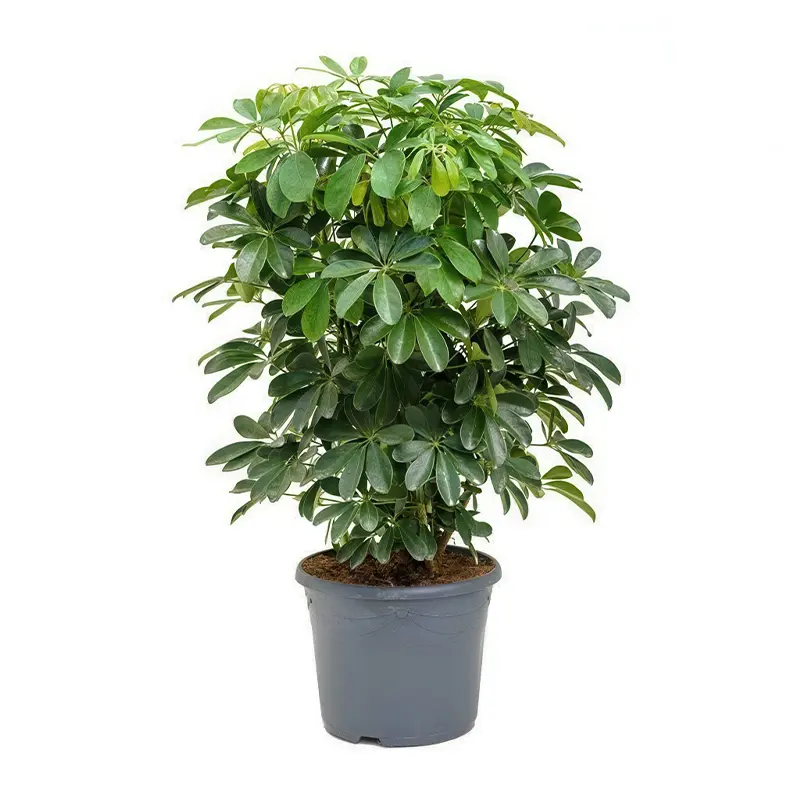 Шеффлера зеленая / Schefflera "Green" купить
