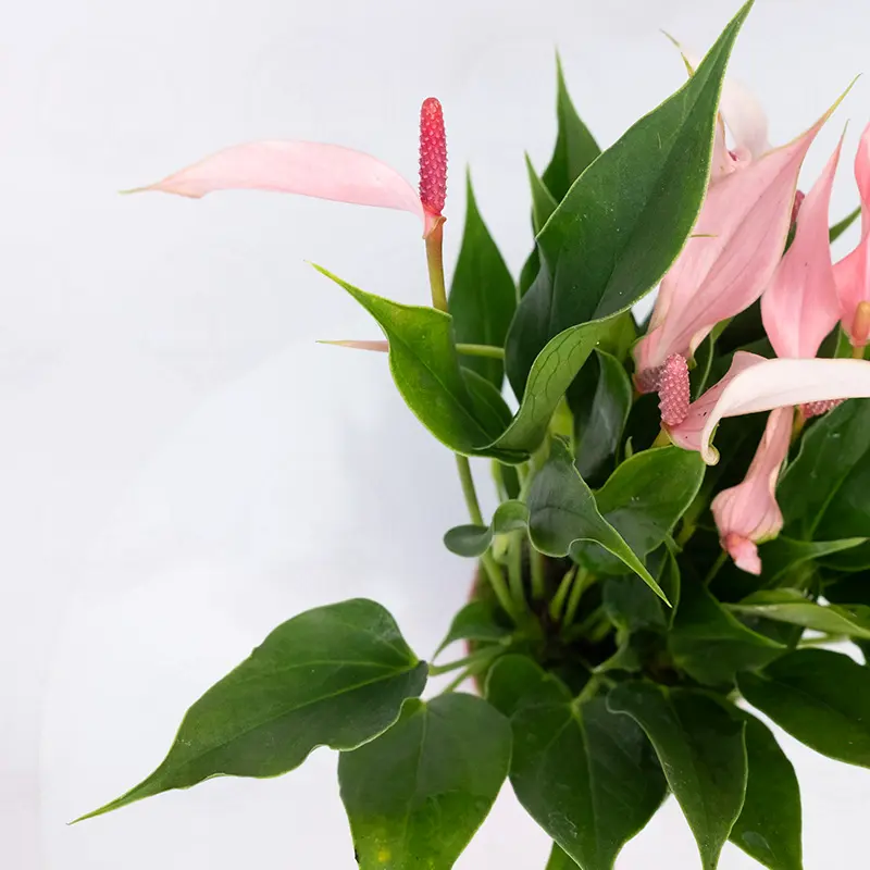Антуриум Лилли / Anthurium Lilli купить