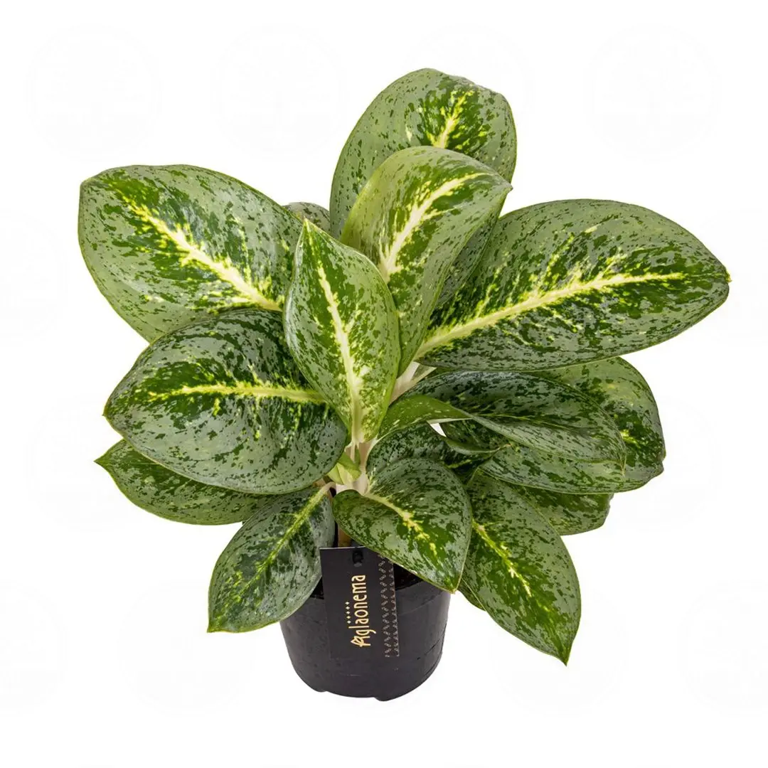 Аглаонема "Lemon Mint" купить