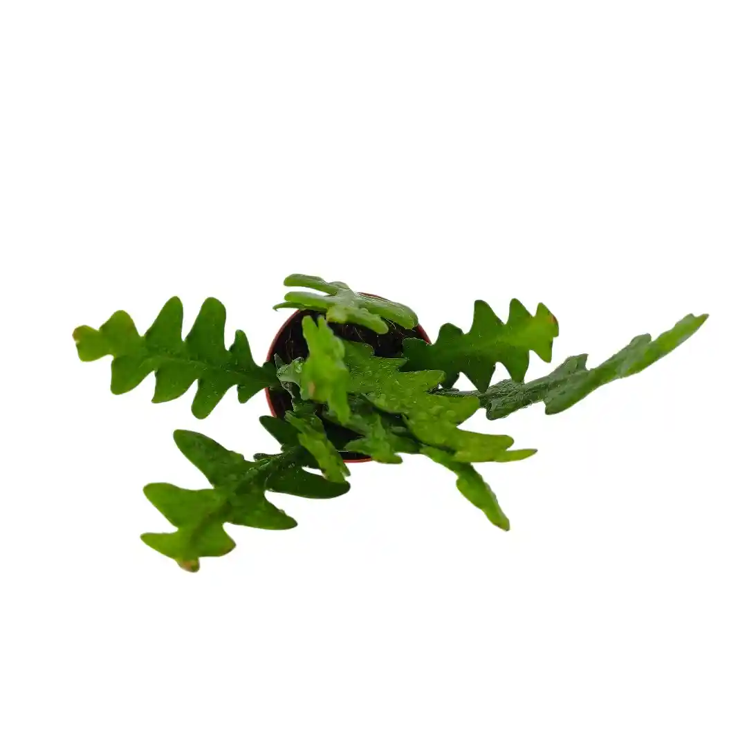 Эпифиллум Ангулигер / Disocactus anguliger, Epiphyllum Аnguliger купить