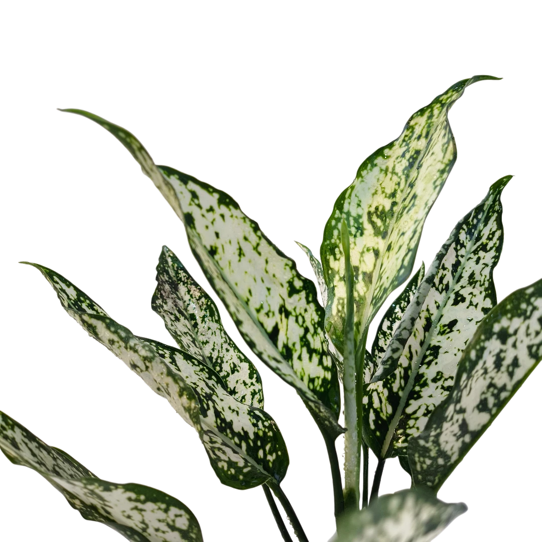 Aglaonema Emerald зелёные листья