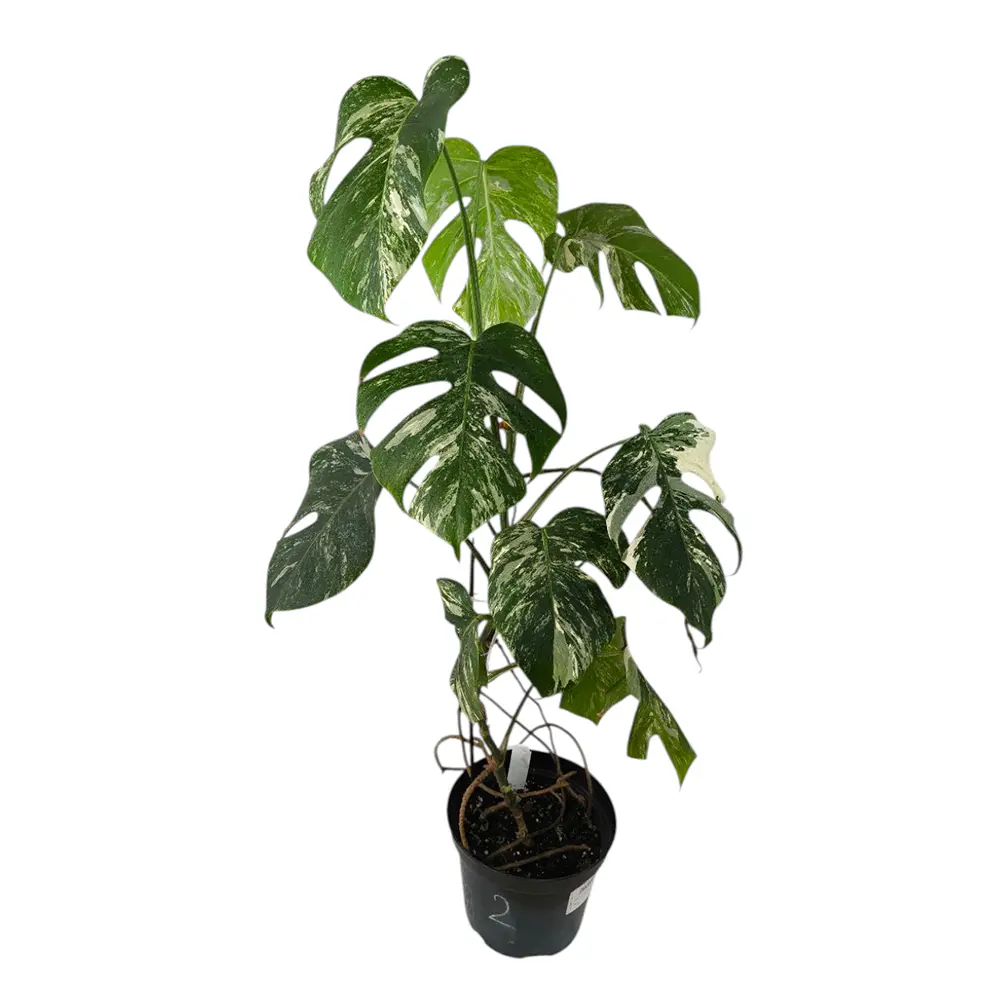 Монстера deliciosa "Variegata" купить