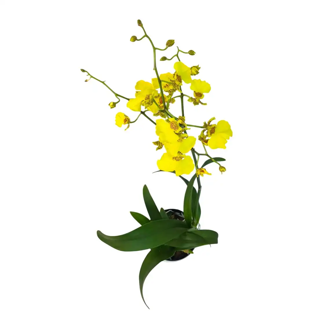 Онцидиум желтый / Oncidium купить