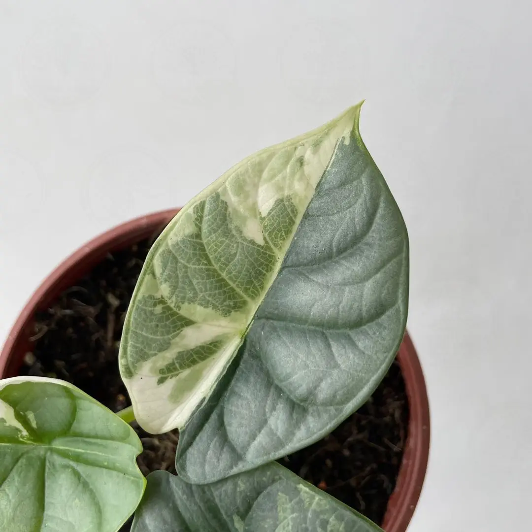 Алоказия 'Silver Dragon Aureovariegata' купить