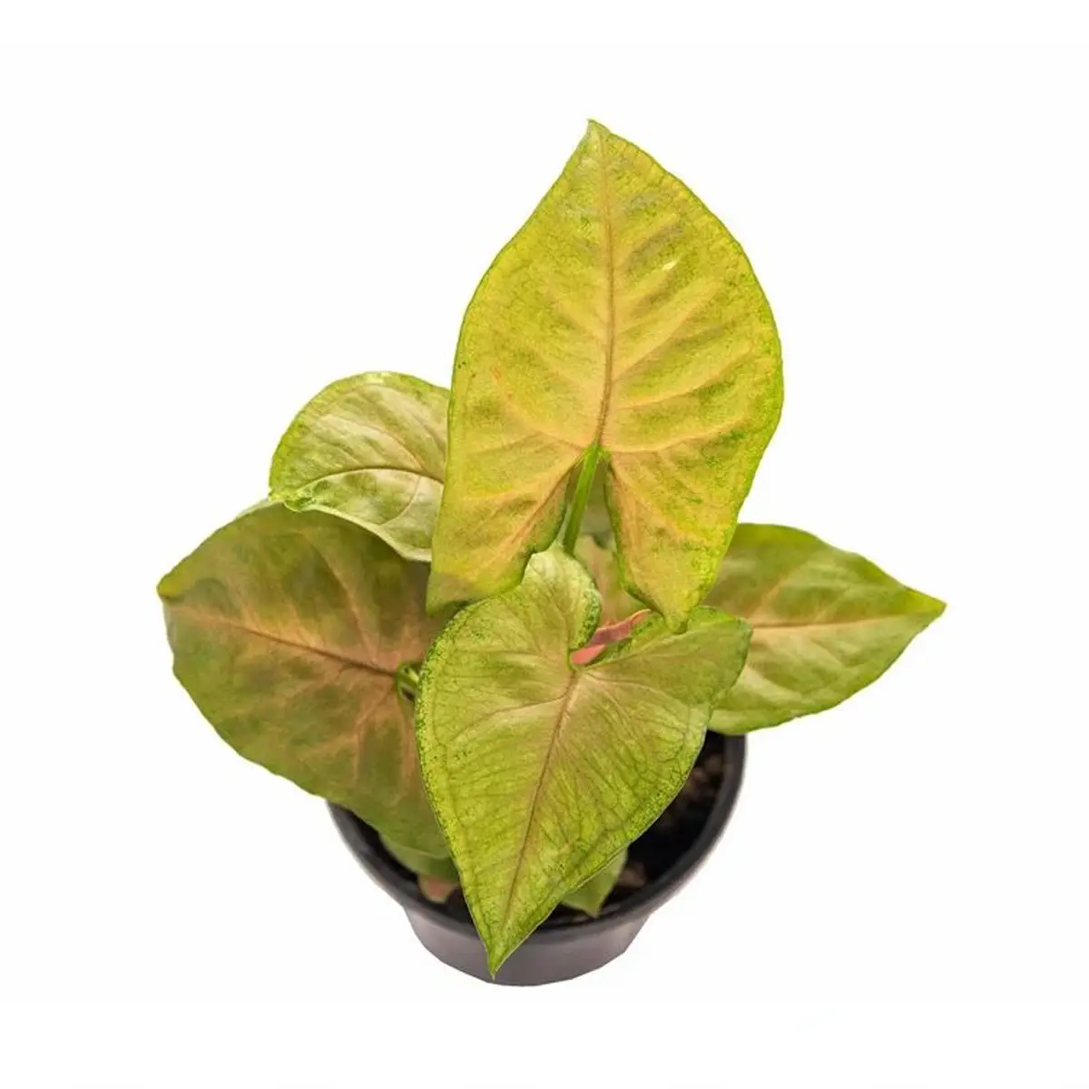 Сингониум "Arrow Brown" купить